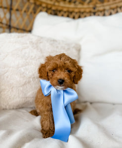 Toy Cavapoo Boy $1,500