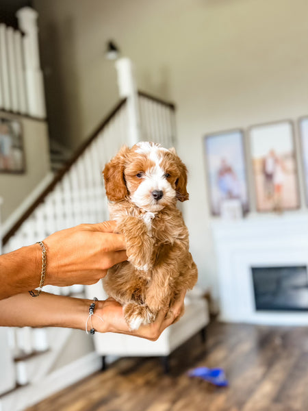 MicroGoldendoodle Boy $1500