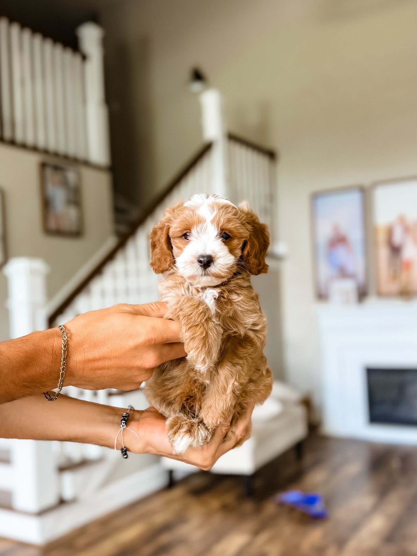 MicroGoldendoodle Boy $1500