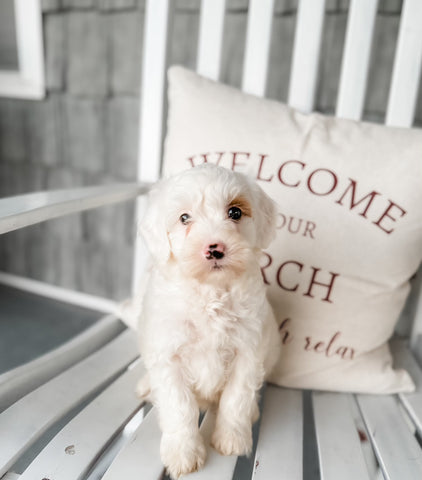 Micro/Mini Goldendoodle Boy $1,000