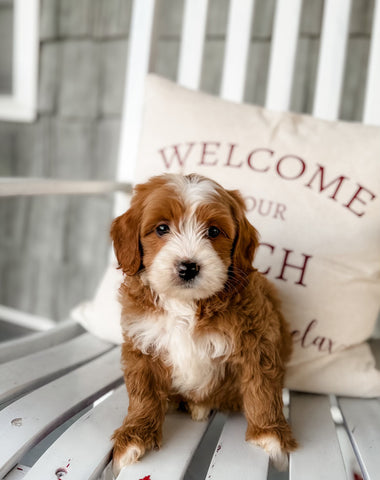 Micro/Mini Goldendoodle Girl $2,000