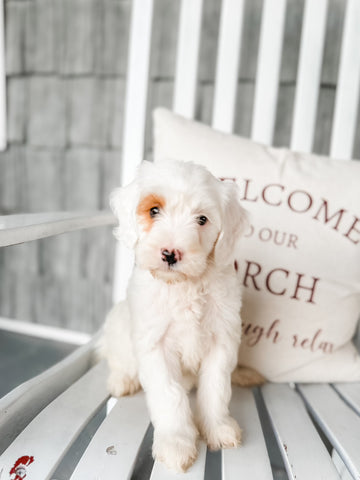 Micro/Mini Goldendoodle Girl $1,200