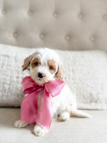 Mini Goldendoodle Girl $1250