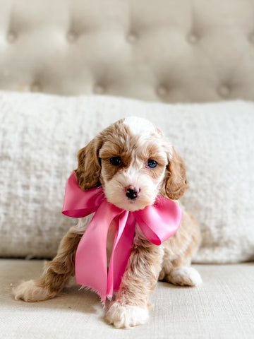 Mini Goldendoodle Girl $2,000
