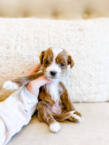 Micro/Mini Goldendoodle Boy $2,000