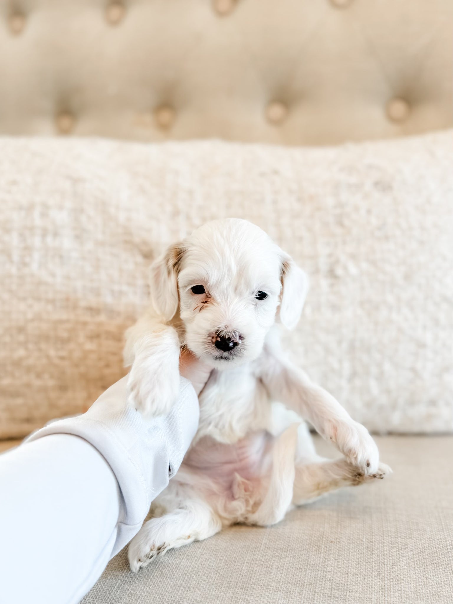 Micro/Mini Goldendoodle Girl $1,250