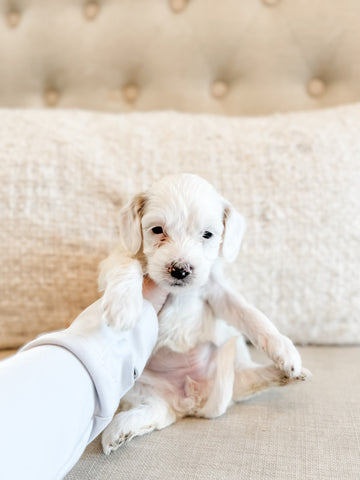Micro/Mini Goldendoodle Girl $1,250