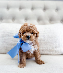 Micro Goldendoodle Boy $1,500