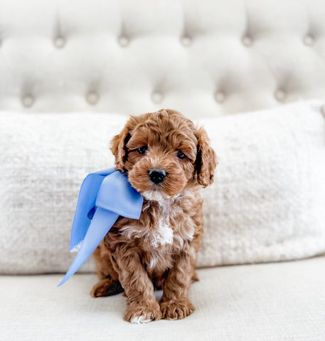 Micro Goldendoodle Boy $1750