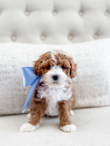 Micro Goldendoodle Boy $2500