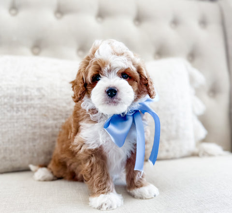 Micro Goldendoodle Boy $2750