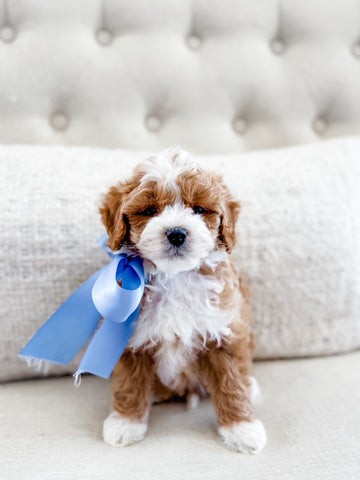 Micro Goldendoodle Boy $2500