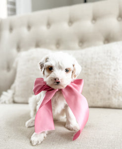 Mini Goldendoodle Girl $1250
