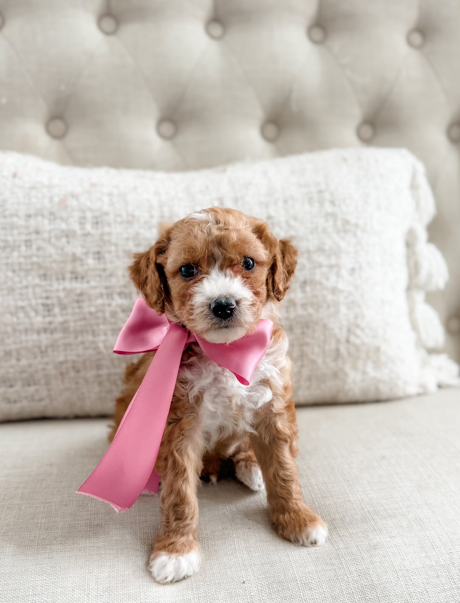 Mini Goldendoodle Girl $1500