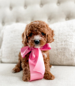 Mini Goldendoodle Girl $1750