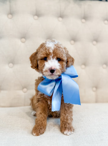 Micro/Mini Goldendoodle Boy $1,800