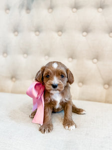 Micro F1B Cavapoo Girl $2000