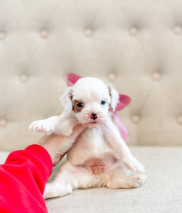 Micro F1B Cavapoo Girl $1,250