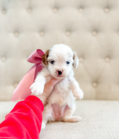 Micro F1B Cavapoo Girl $1,250