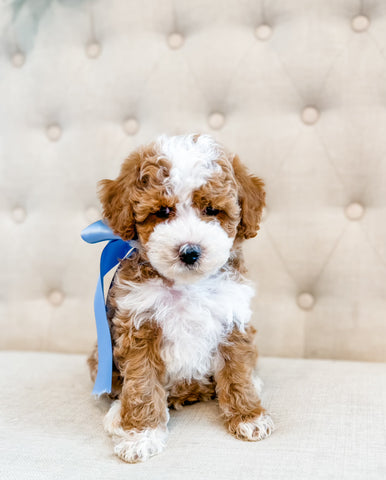 Micro/Mini Goldendoodle Boy $2,250