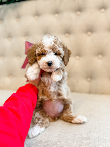 Micro/Mini Goldendoodle Girl $2,250