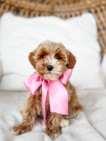 Micro/Mini Goldendoodle Girl $1,600