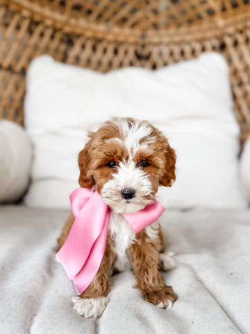 Micro/Mini Goldendoodle Girl $2,000