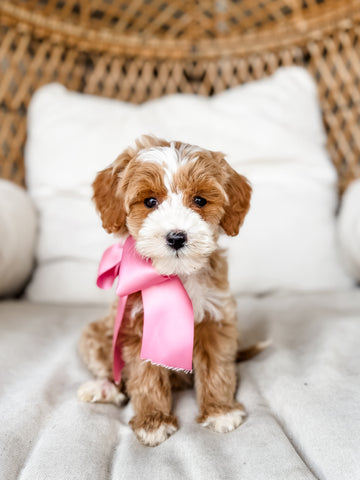 Micro/Mini Goldendoodle Girl $2,250