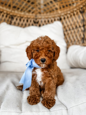Micro/Mini Goldendoodle Boy $1,200
