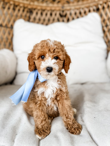 Micro/Mini Goldendoodle Boy $1,600