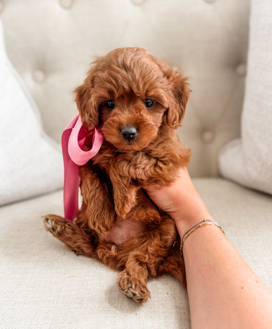 Micro F1BB Cavapoo Girl $1,500