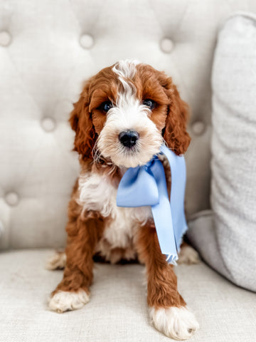 Mini Goldendoodle Boy $1800