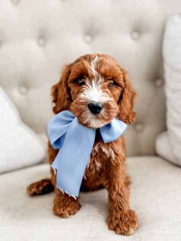 Mini Goldendoodle Boy $1200