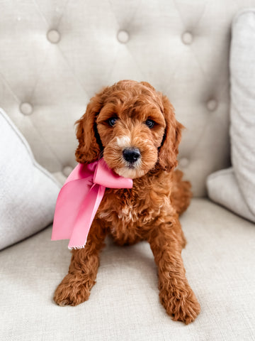 Mini Goldendoodle Girl $1250