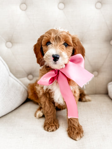 Mini Goldendoodle Girl $1200