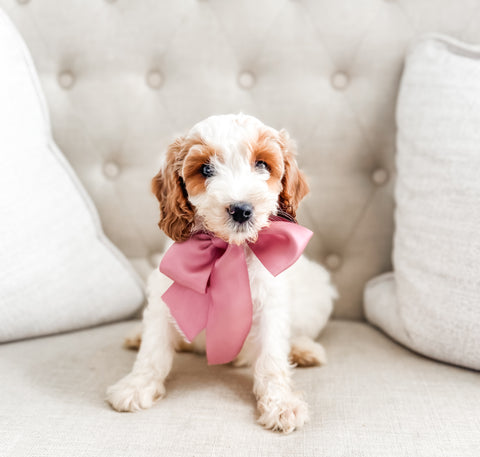 Mini Goldendoodle Girl $1000