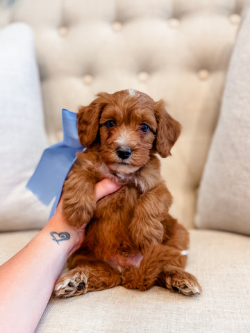 Mini Goldendoodle Boy $1250
