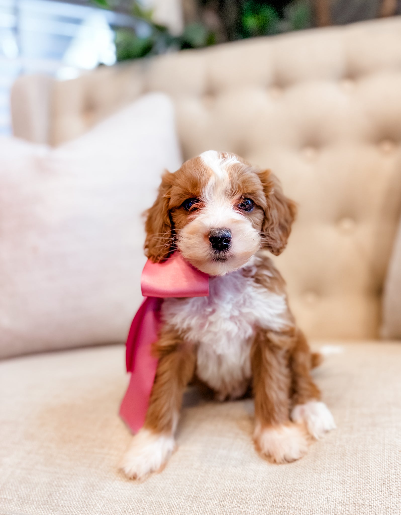 Mini Goldendoodle Girl $2000