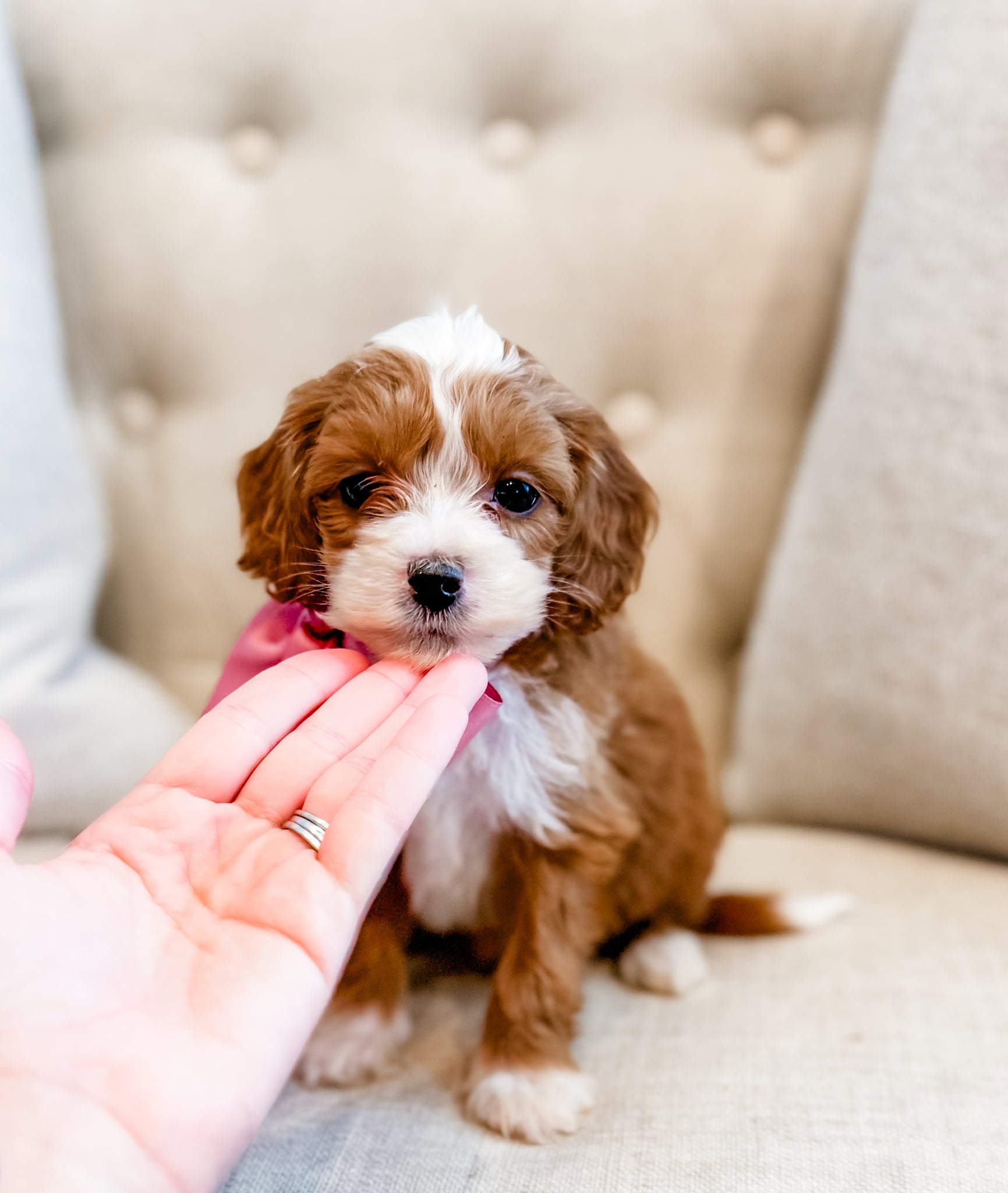 Mini Goldendoodle Girl $2000