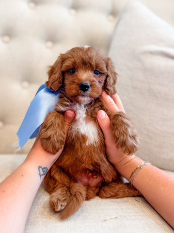 Mini Goldendoodle Boy $1250