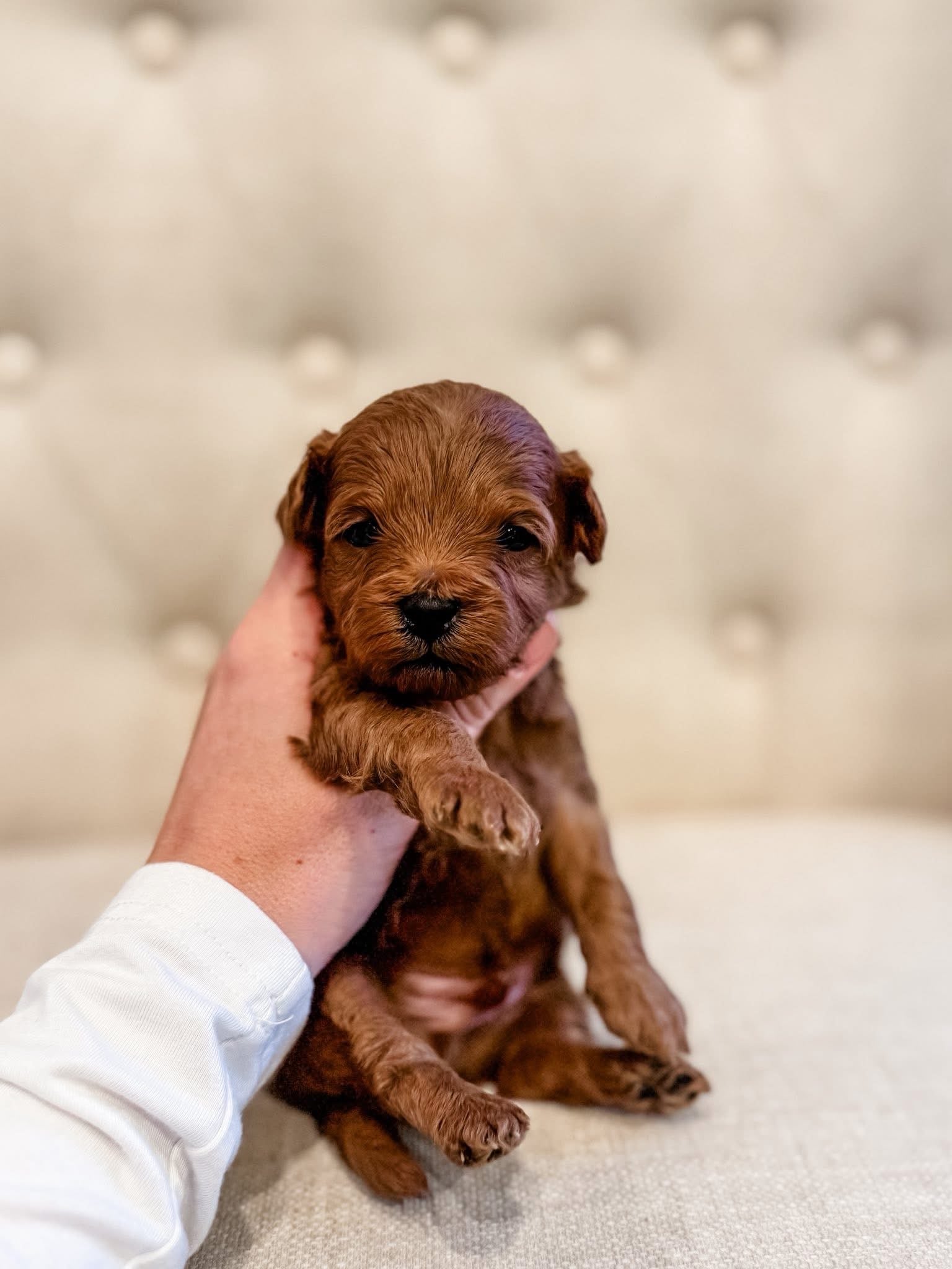 Micro Cavapoo Boy $1,750 – Lake Cumberland Doodle Farm
