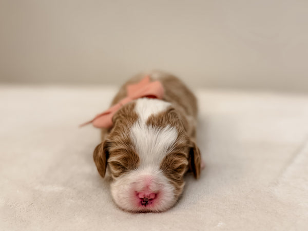 Micro/Mini Goldendoodle Girl $3,000