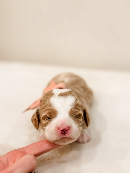 Micro/Mini Goldendoodle Girl $3,000