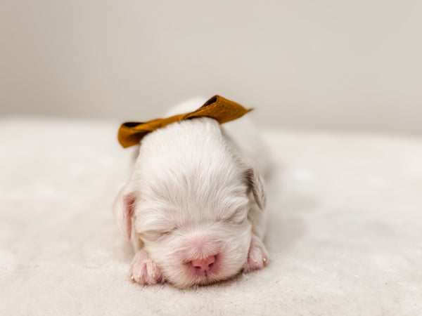 Micro/Mini Goldendoodle Girl $1,250