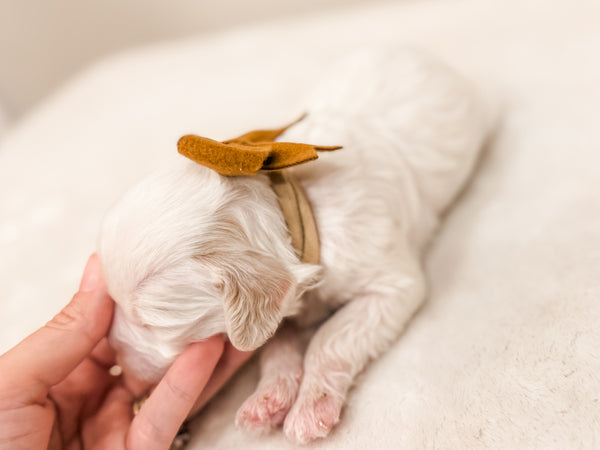 Micro/Mini Goldendoodle Girl $1,250