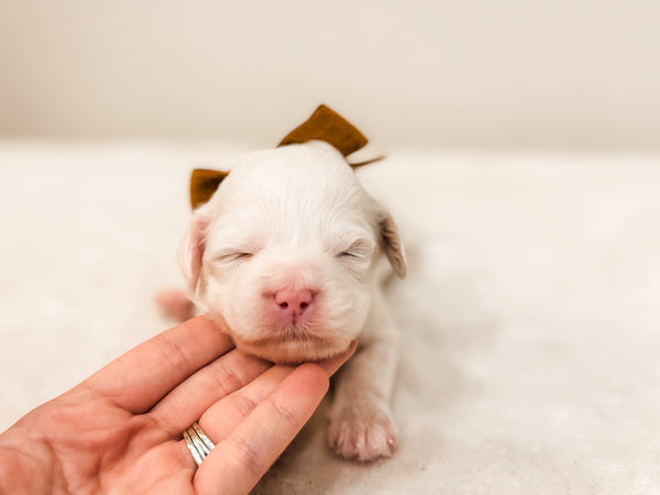 Micro/Mini Goldendoodle Girl $1,250