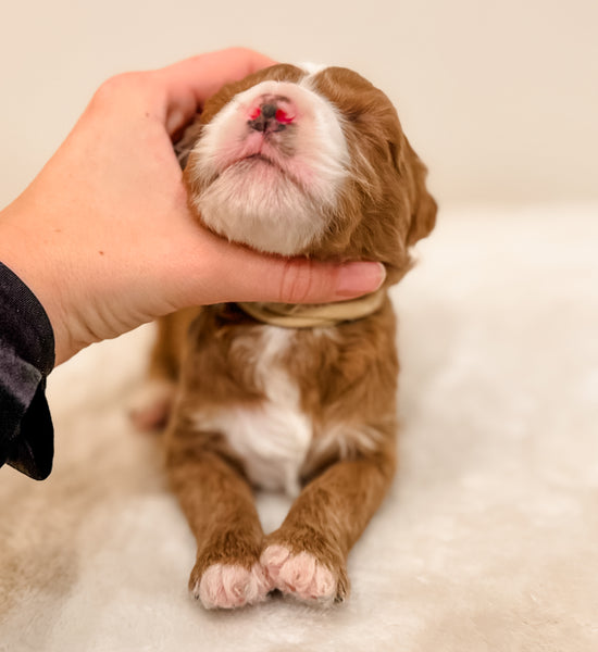 Micro/Mini Goldendoodle Boy $2,500