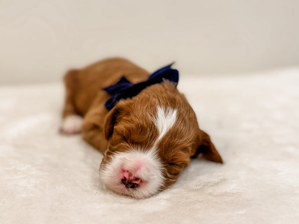 Micro/Mini Goldendoodle Boy $2,500