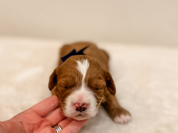 Micro/Mini Goldendoodle Boy $2,500