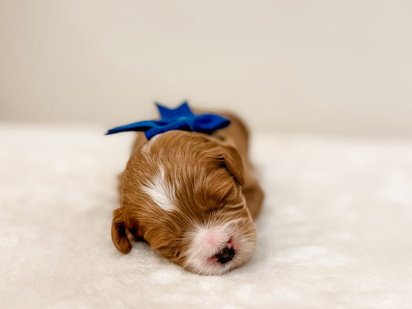 Micro/Mini Goldendoodle Boy $2,500